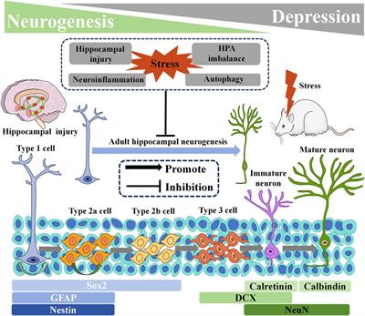 Adult hippocampal neurogenesis: pharmacological mechanisms of antidepressant active ingredients in traditional Chinese medicine